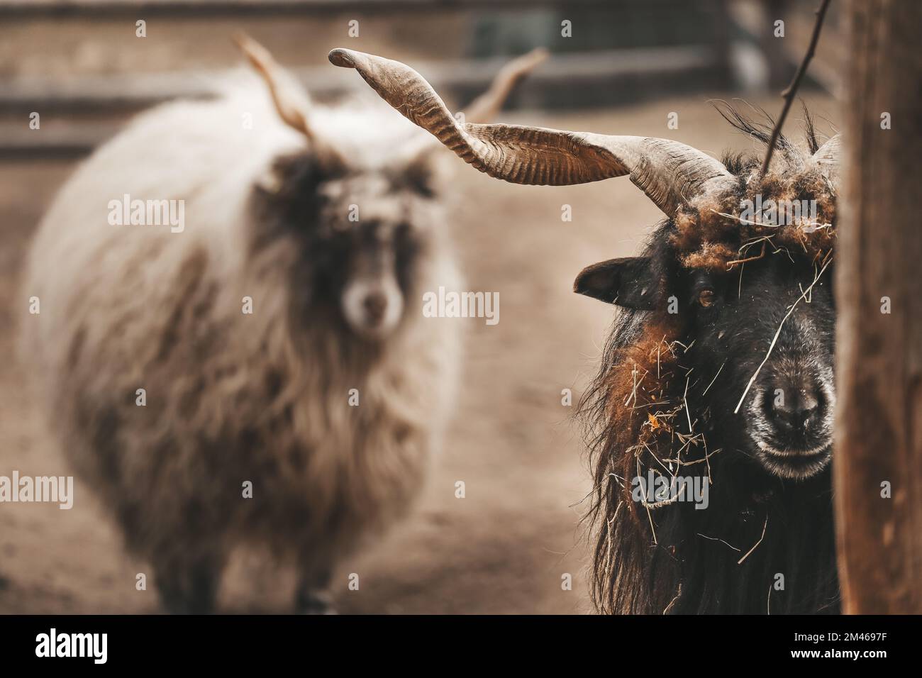 Capra e il più grande di tutti i tempi Foto Stock