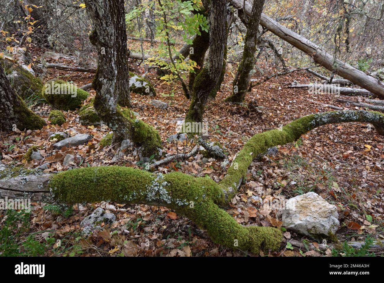 Gnarled Mossy o Moss-Covered Tree Trunks & rami morti di Downy Oaks, pubescent Oaks o White Oaks, Querus pubescens, Forest Alpes-de-Haute-Provenc Foto Stock