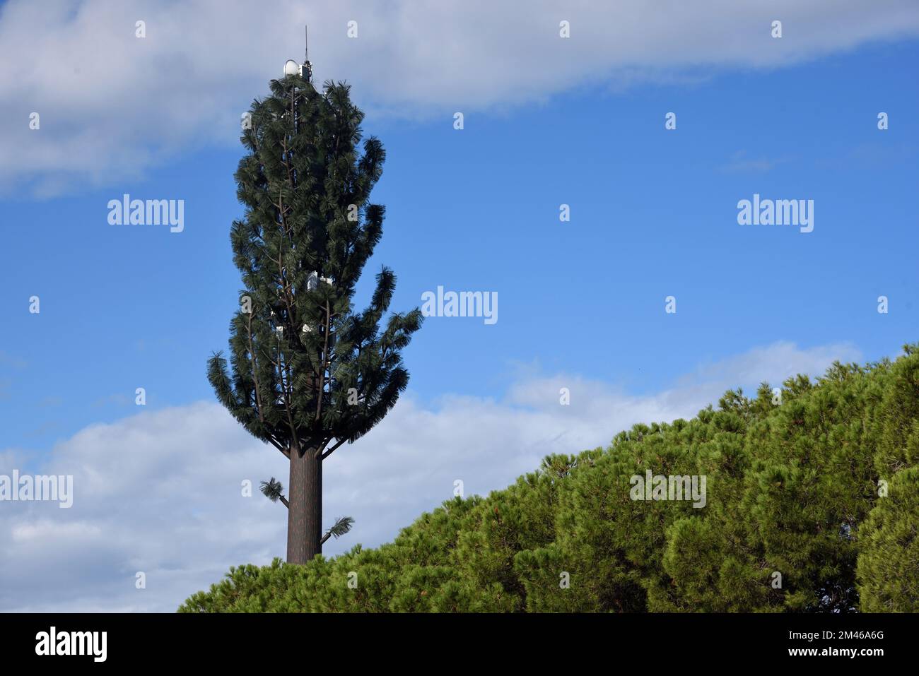 Torre di comunicazione, radio palo o antenna mascherata come Pine Tree Rising sopra Mediterraneo pini Provenza Francia Foto Stock
