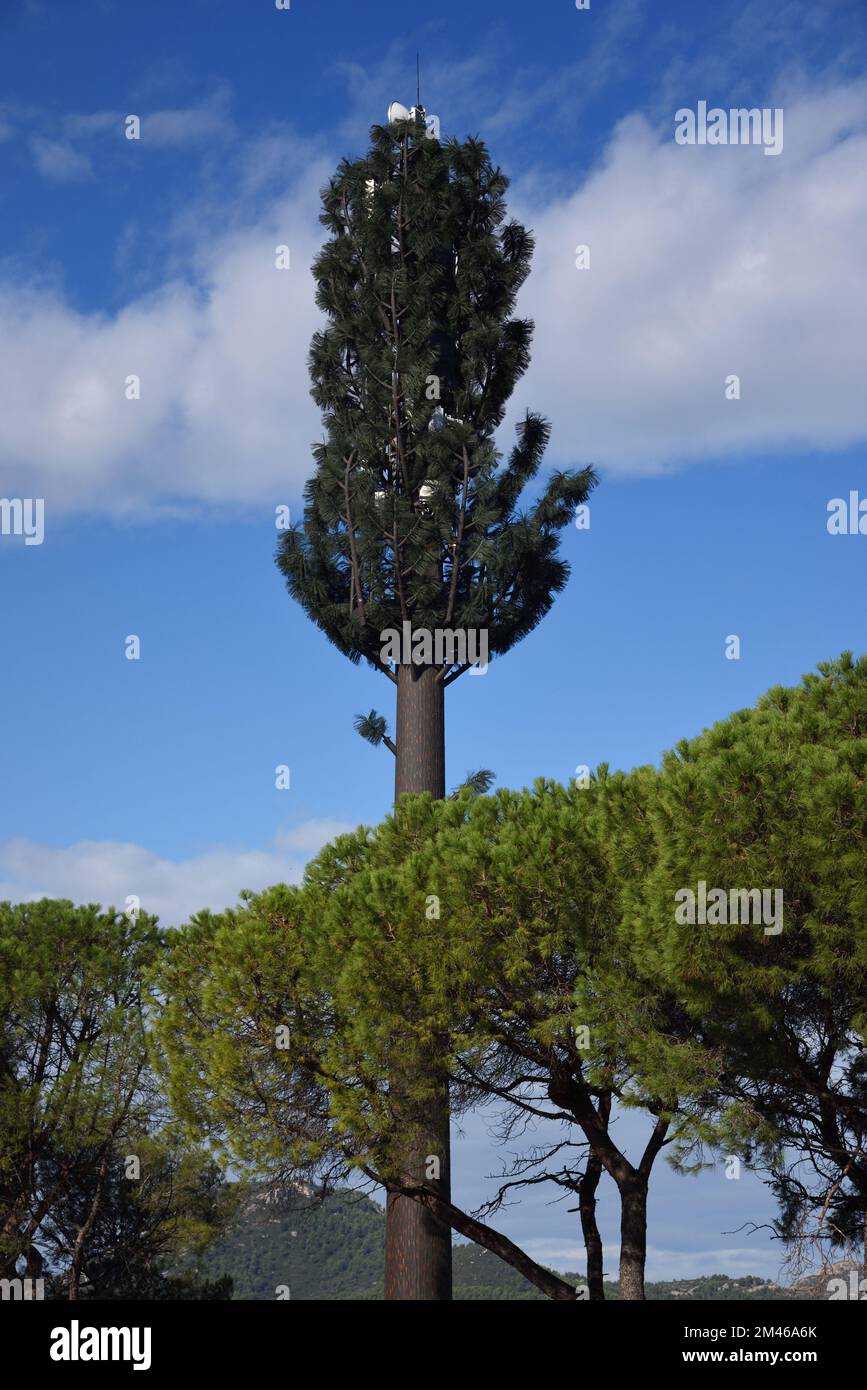 Torre di comunicazione, radio palo o antenna mascherata come Pine Tree Rising sopra Mediterraneo pini Provenza Francia Foto Stock