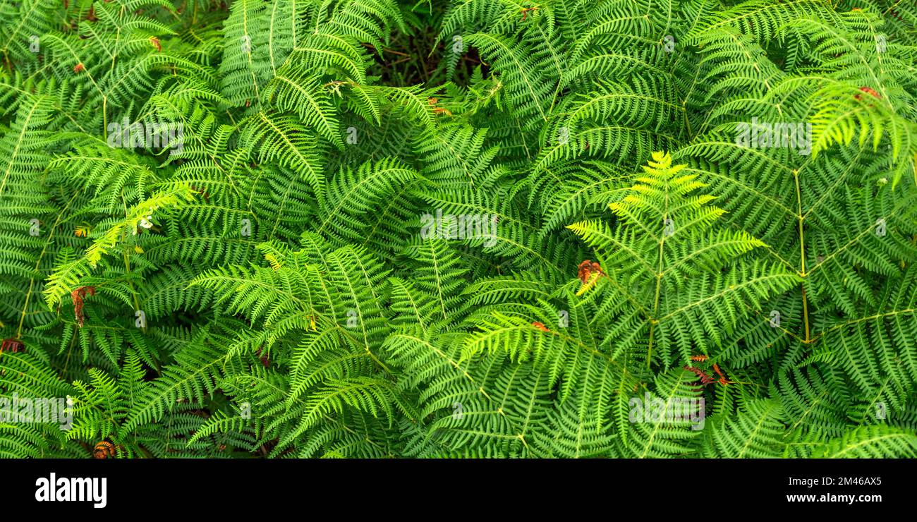 Vegetazione densa Vista delle foglie di Fern alla foresta sfondo testurizzato Foto Stock