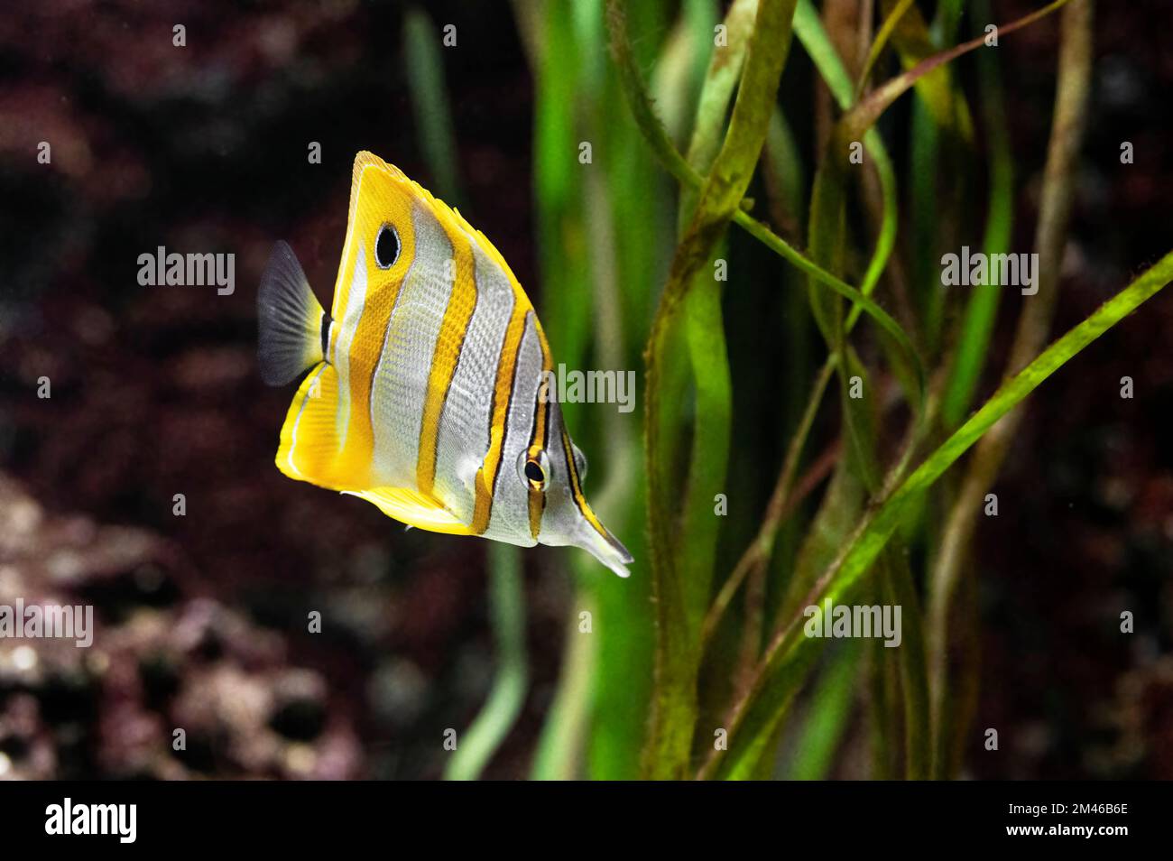 Pesce farfalla Copperband o corallo becco con linee bianche e gialle che nuotano tra la vegetazione marina Foto Stock