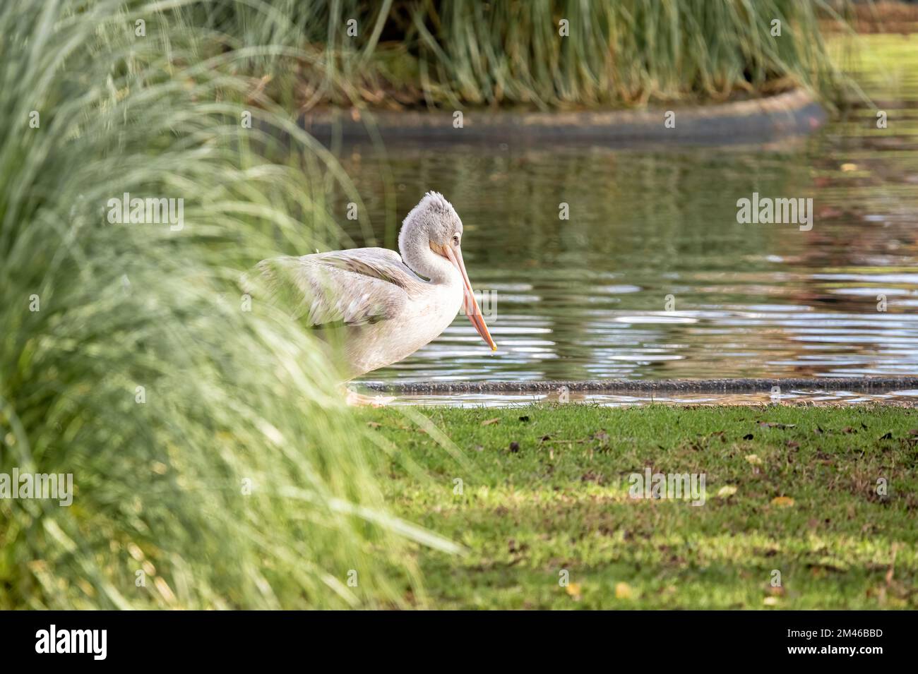 Pelican grigio in piedi nell'erba sulla riva di uno stagno Foto Stock