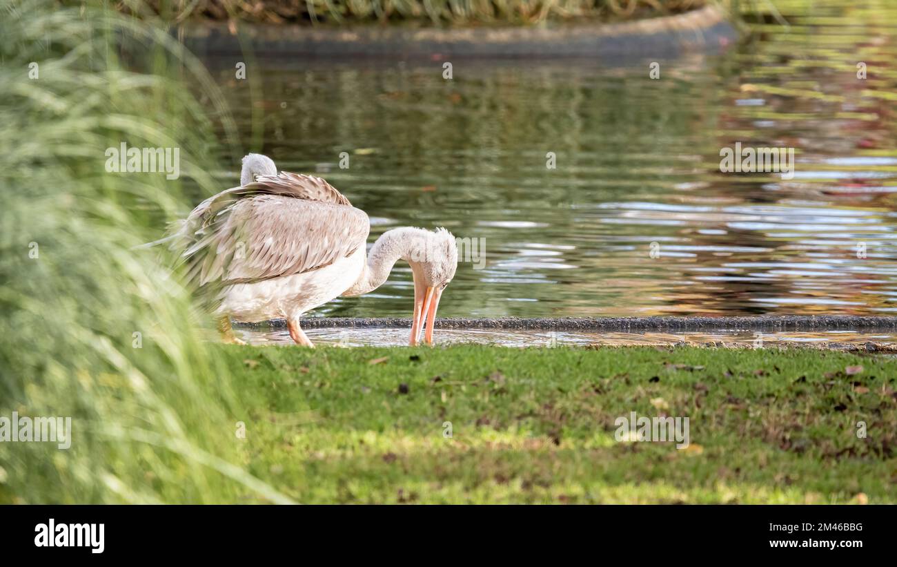 Pelican grigio con il suo becco sommerso in acqua mentre beve da uno stagno Foto Stock