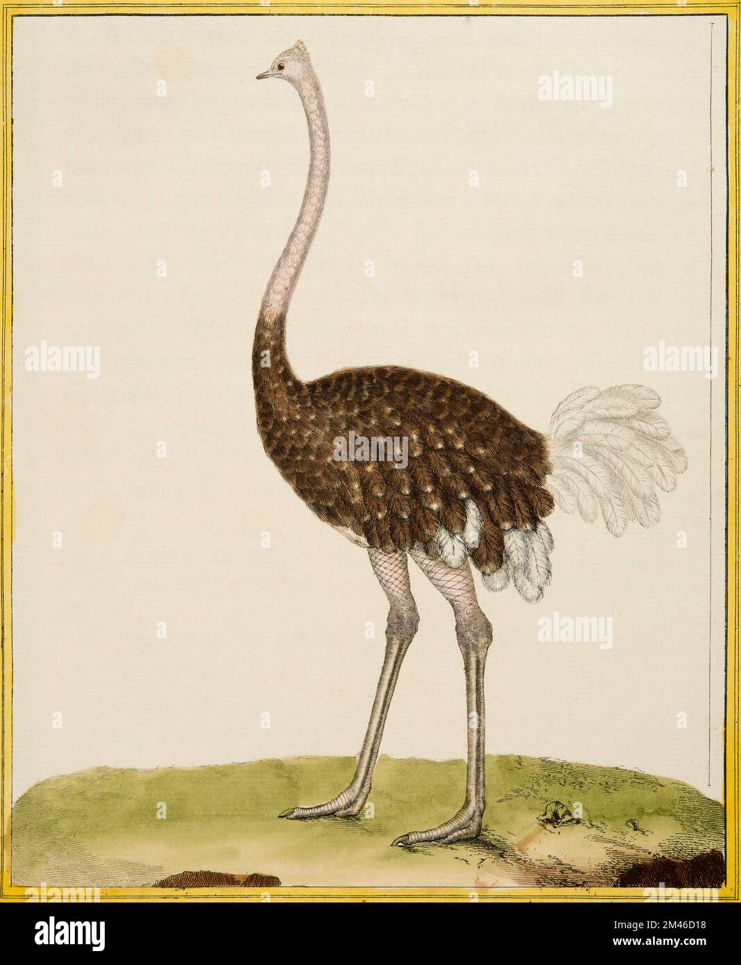 Lo struzzo: Targa illuminata dalla storia naturale degli uccelli di Georges Louis Leclerc, conte di Buffon, circa 17777 Foto Stock