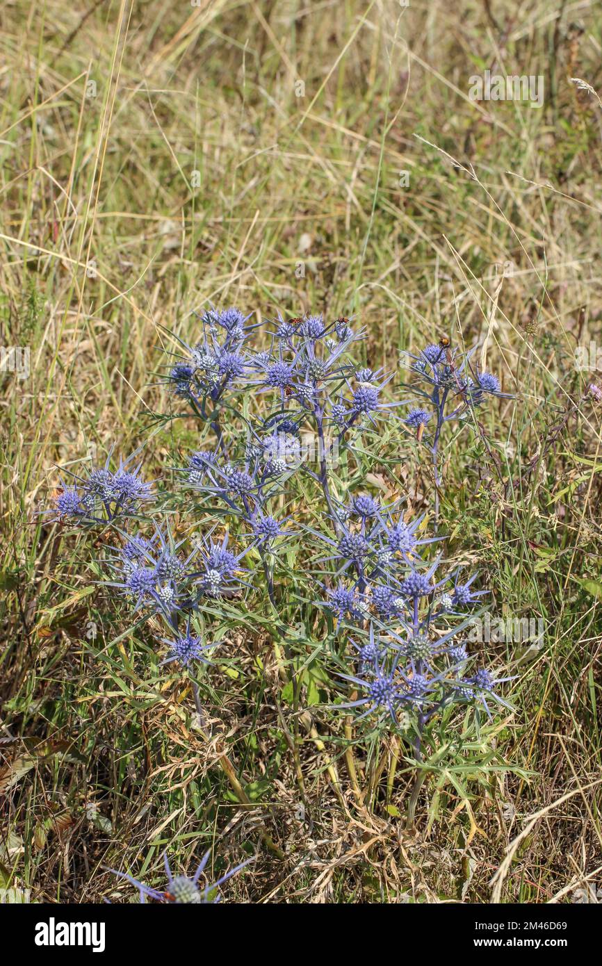 Eryngo di ametista bluastra (nome latino: Eryngium ametystinum) nel Montenegro settentrionale Foto Stock