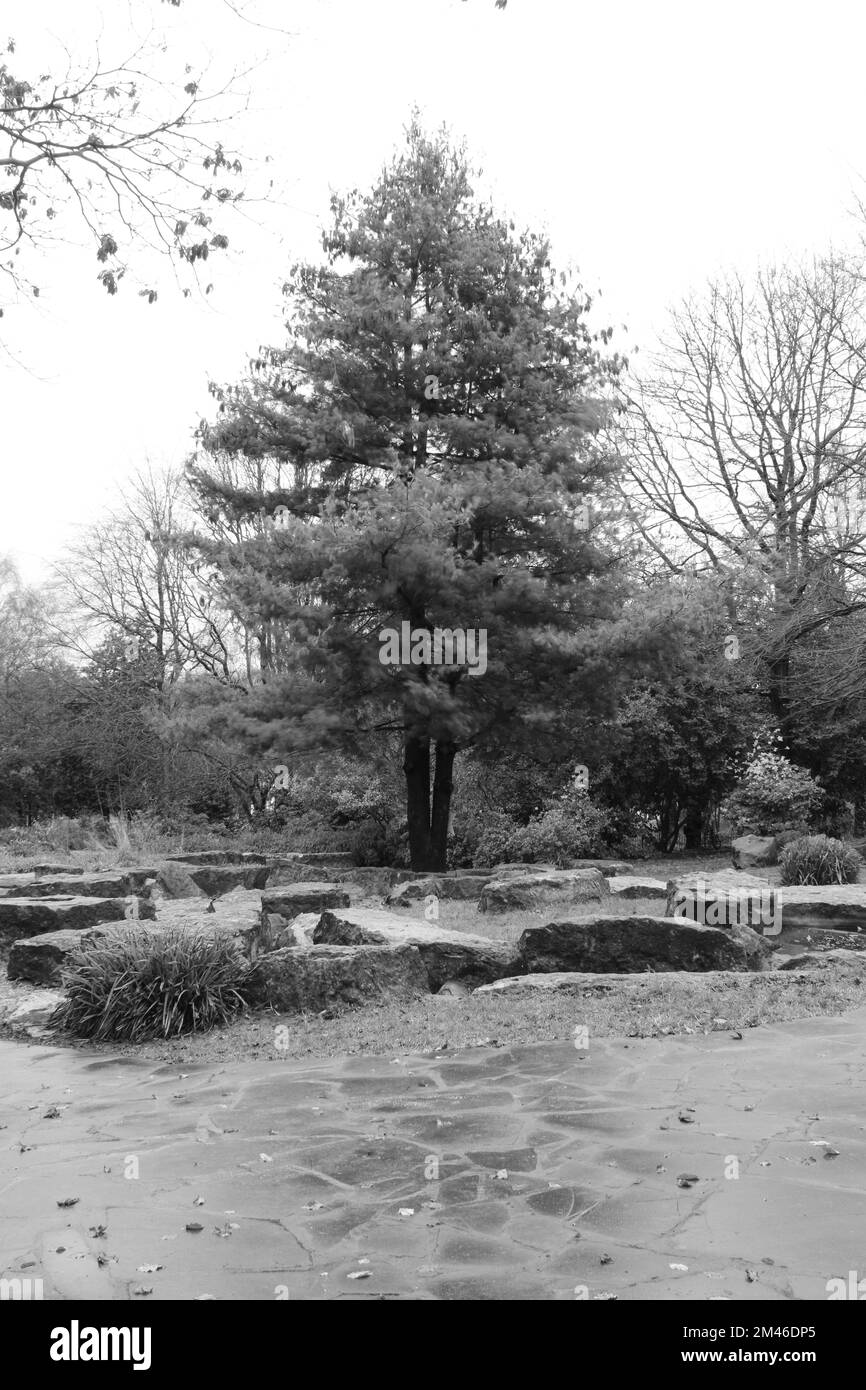 Pine Tree Clifton Park Rock Gardens Rotherham - in bianco e nero Foto Stock