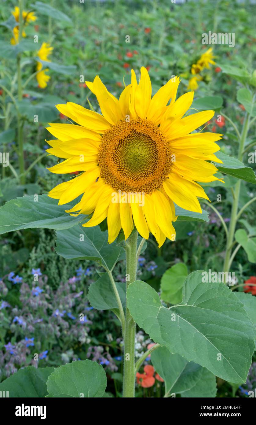 Prato fiorito con girasoli, papaveri e fiori estivi Foto Stock Prato fiorito con girasoli, papaveri e fiori estivi Foto Stock