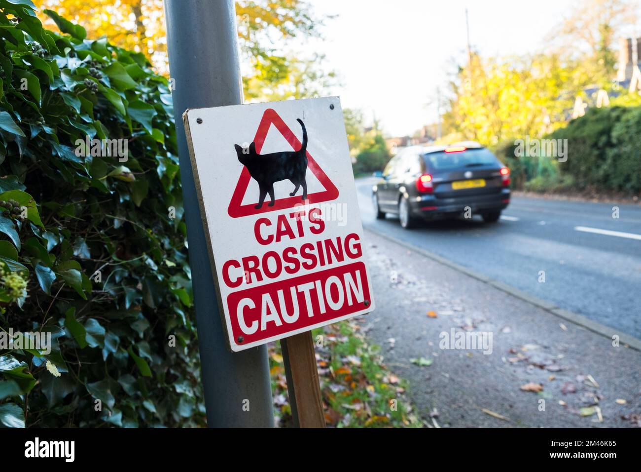 Segnale di attenzione per l'attraversamento dei gatti. Su una strada, Suffolk, Regno Unito. Foto Stock