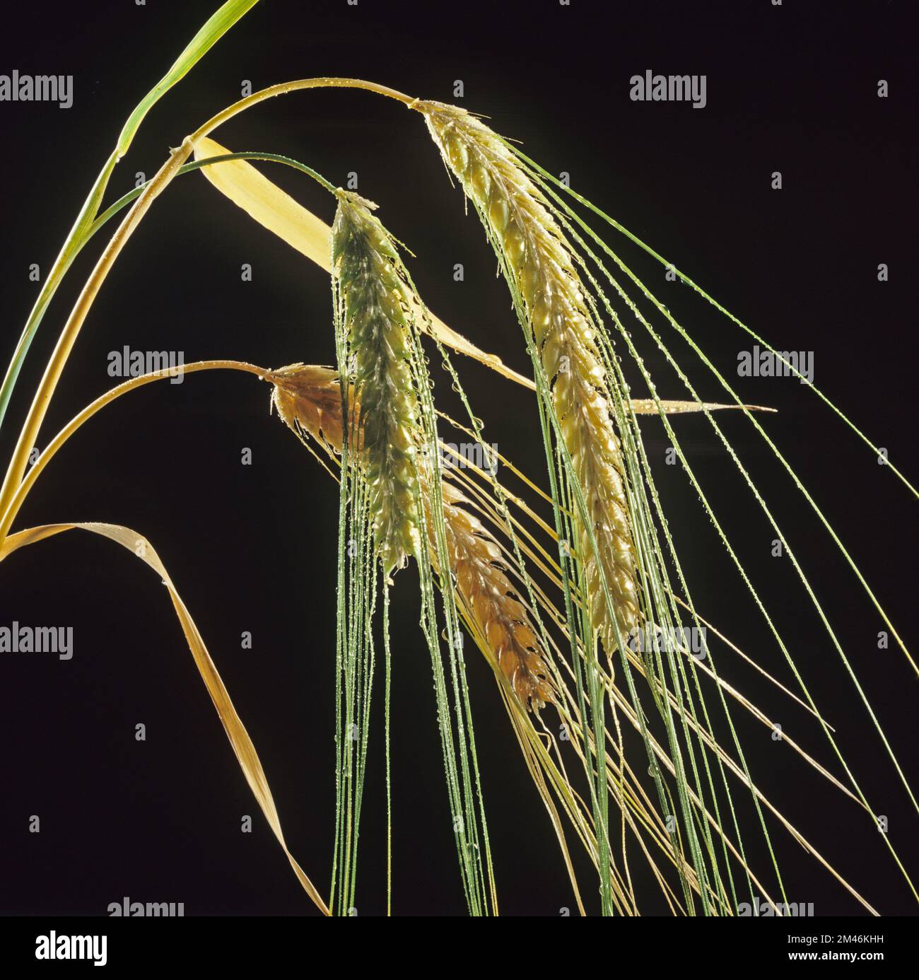 Spighe di orzo da maltero a due file (Hordeum vulgare) utilizzate nella produzione di malto, nella produzione di birra, nella distillazione, nella fermentazione e come mangime per gli animali Foto Stock