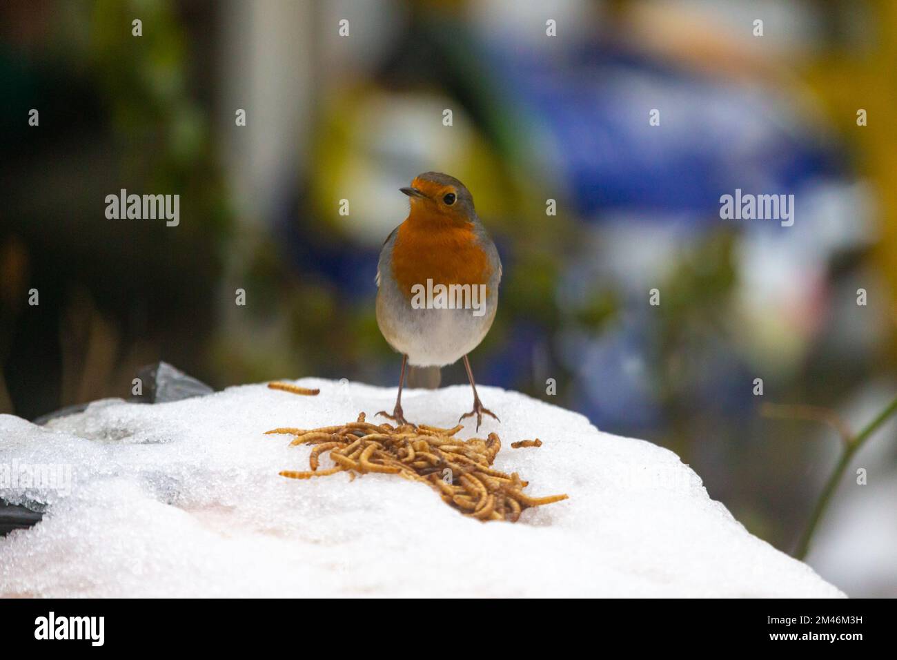 Robin Erithacus rubecula uccello in piedi sulla neve e ghiaccio di fronte al mealworm, uk giardino, kent, regno unito Foto Stock