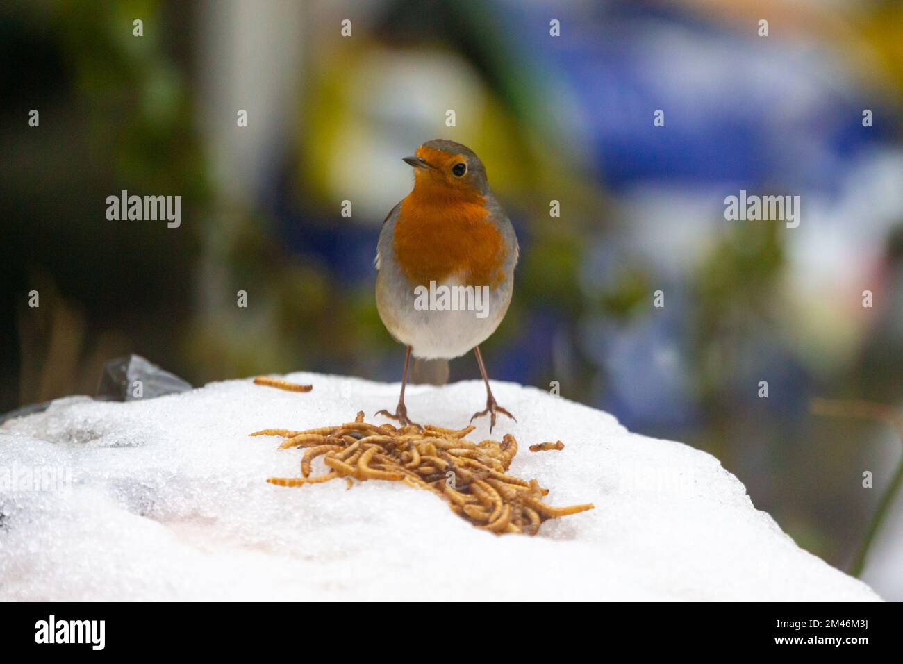 Robin Erithacus rubecula uccello in piedi sulla neve e ghiaccio di fronte al mealworm, uk giardino, kent, regno unito Foto Stock