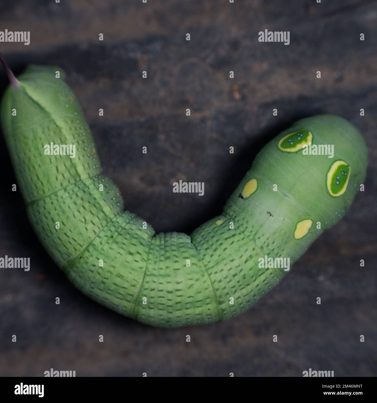 tutto il corpo del verde caterpillar vista dall'angolo superiore Foto Stock