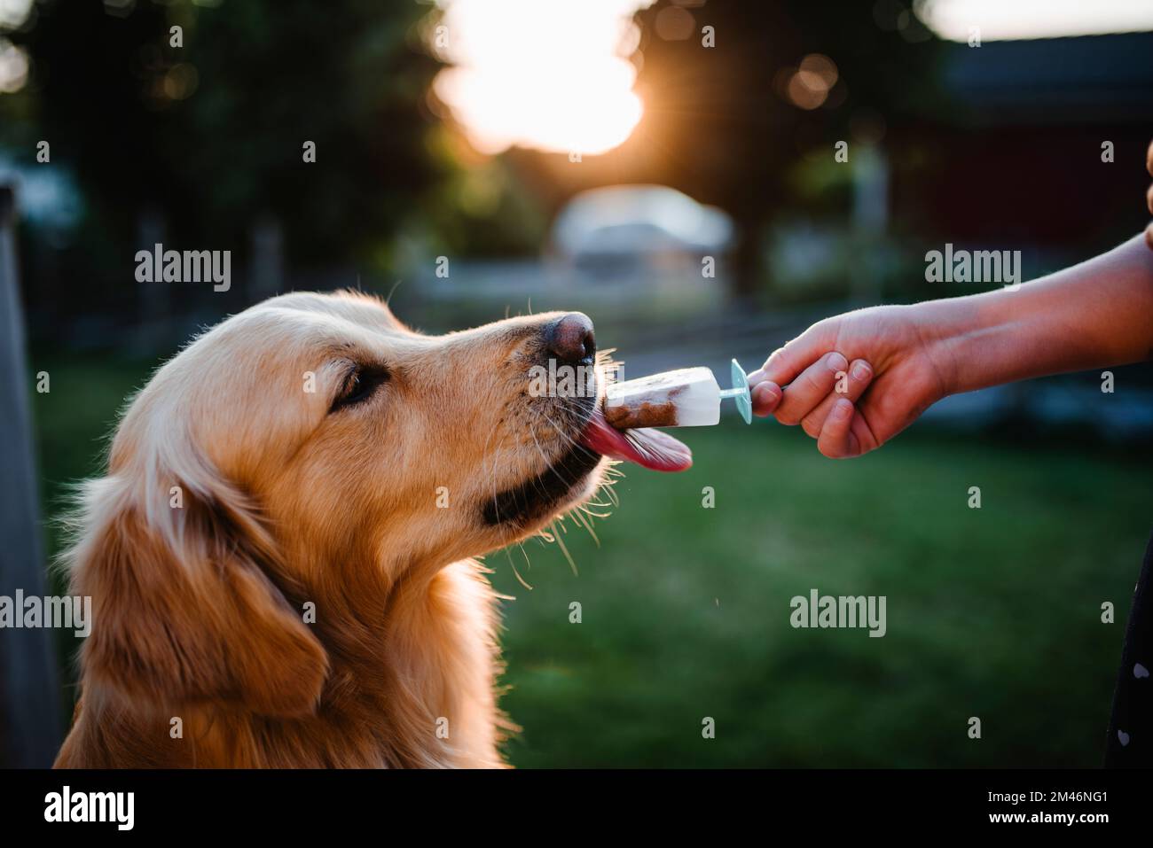 Cane leccando il ghiaccio lolly Foto Stock