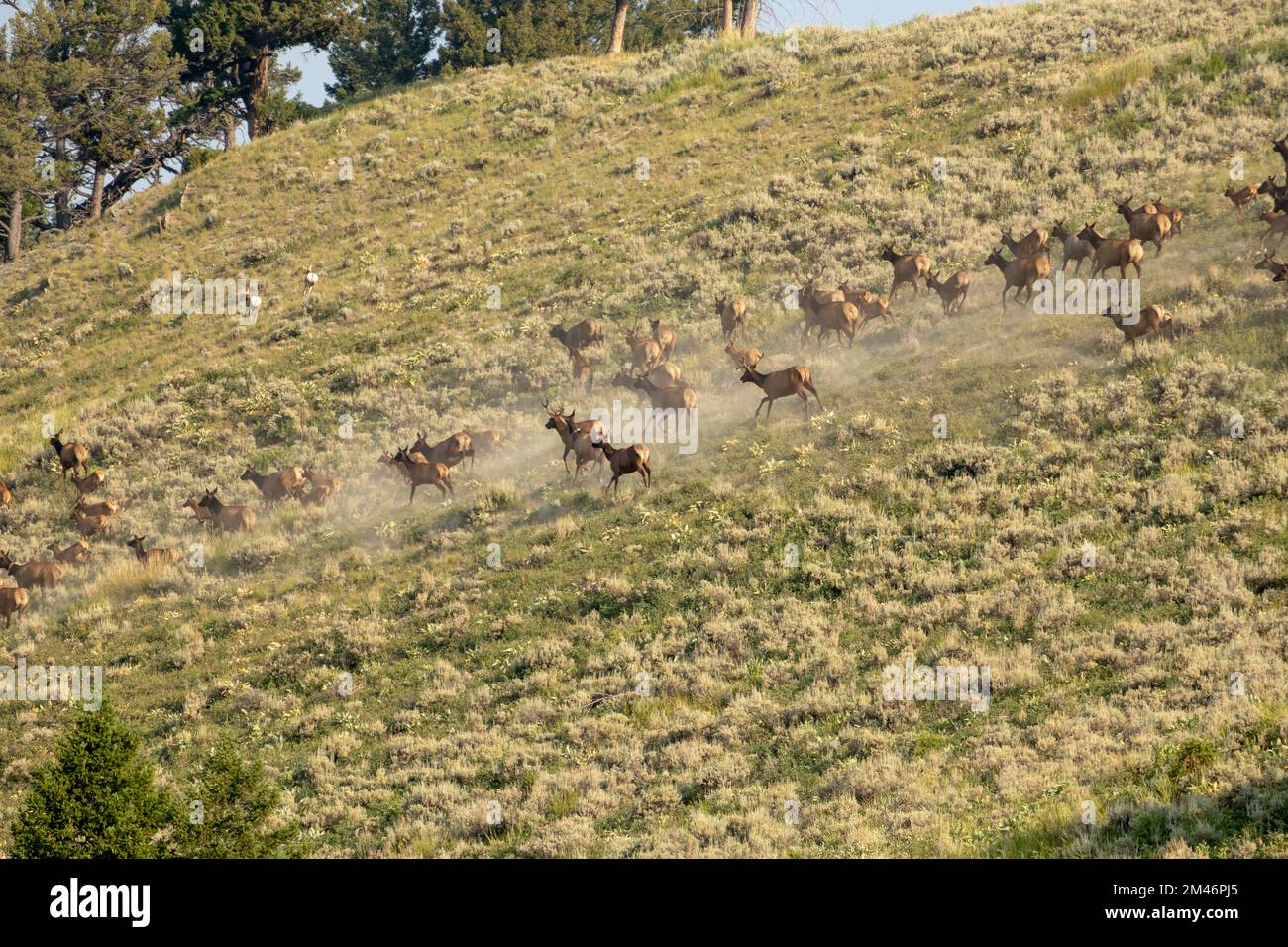 Mandria di Elk Stir Up Dust Cloud nel parco nazionale di Yellowstone Foto Stock