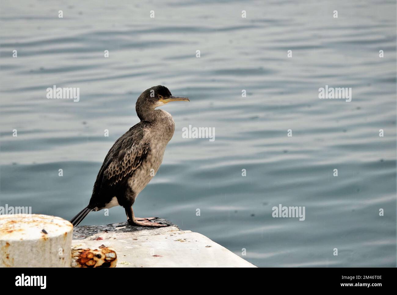 Un primo piano di un cormorano a doppia crestata in piedi sulla pietra vicino all'acqua Foto Stock
