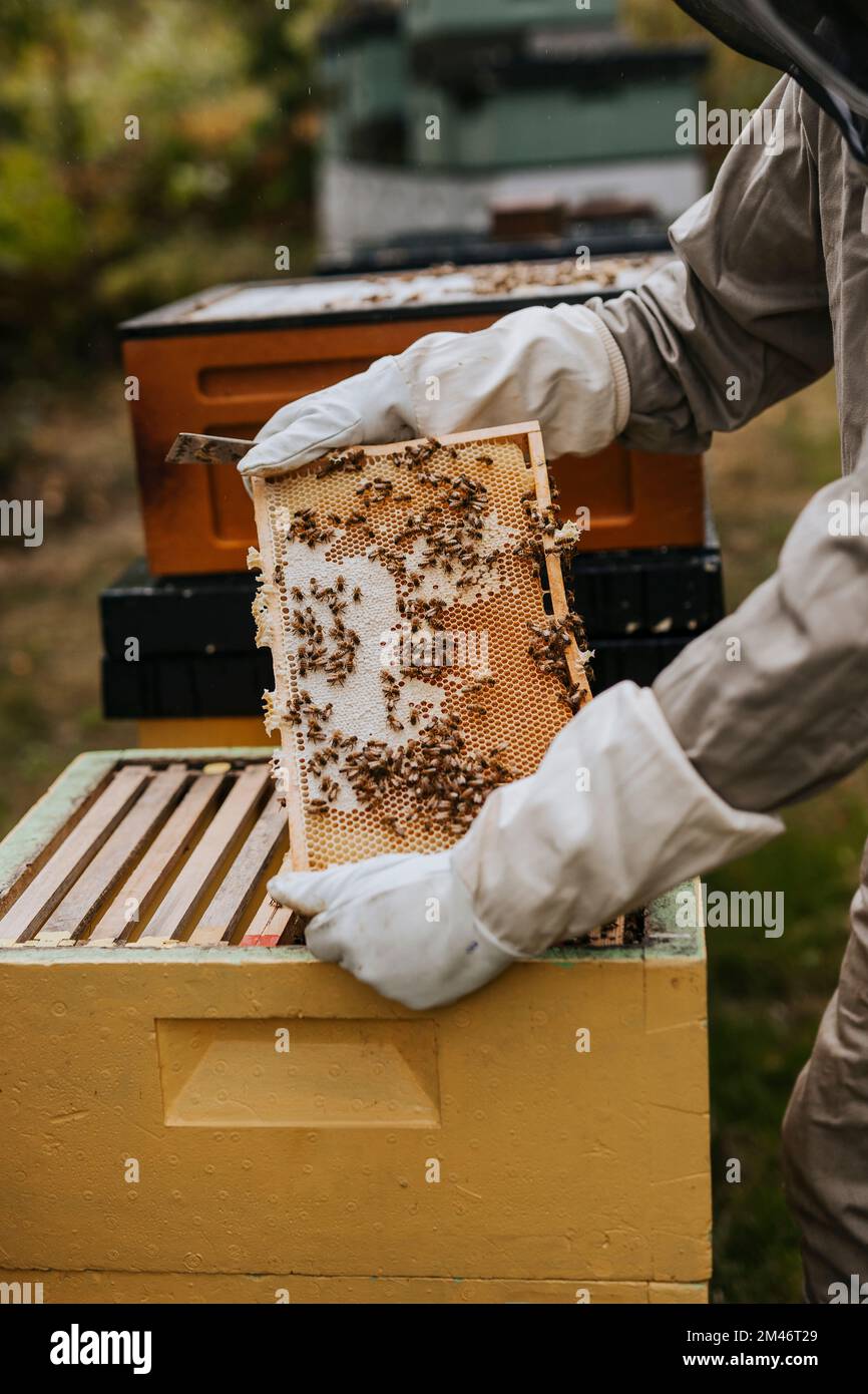 Apicoltore azienda hive telaio Foto Stock