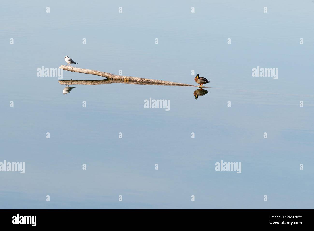 Gull and Duck on a Branch, Florisdorfer Wasserpark a Vienna (Austria) Foto Stock