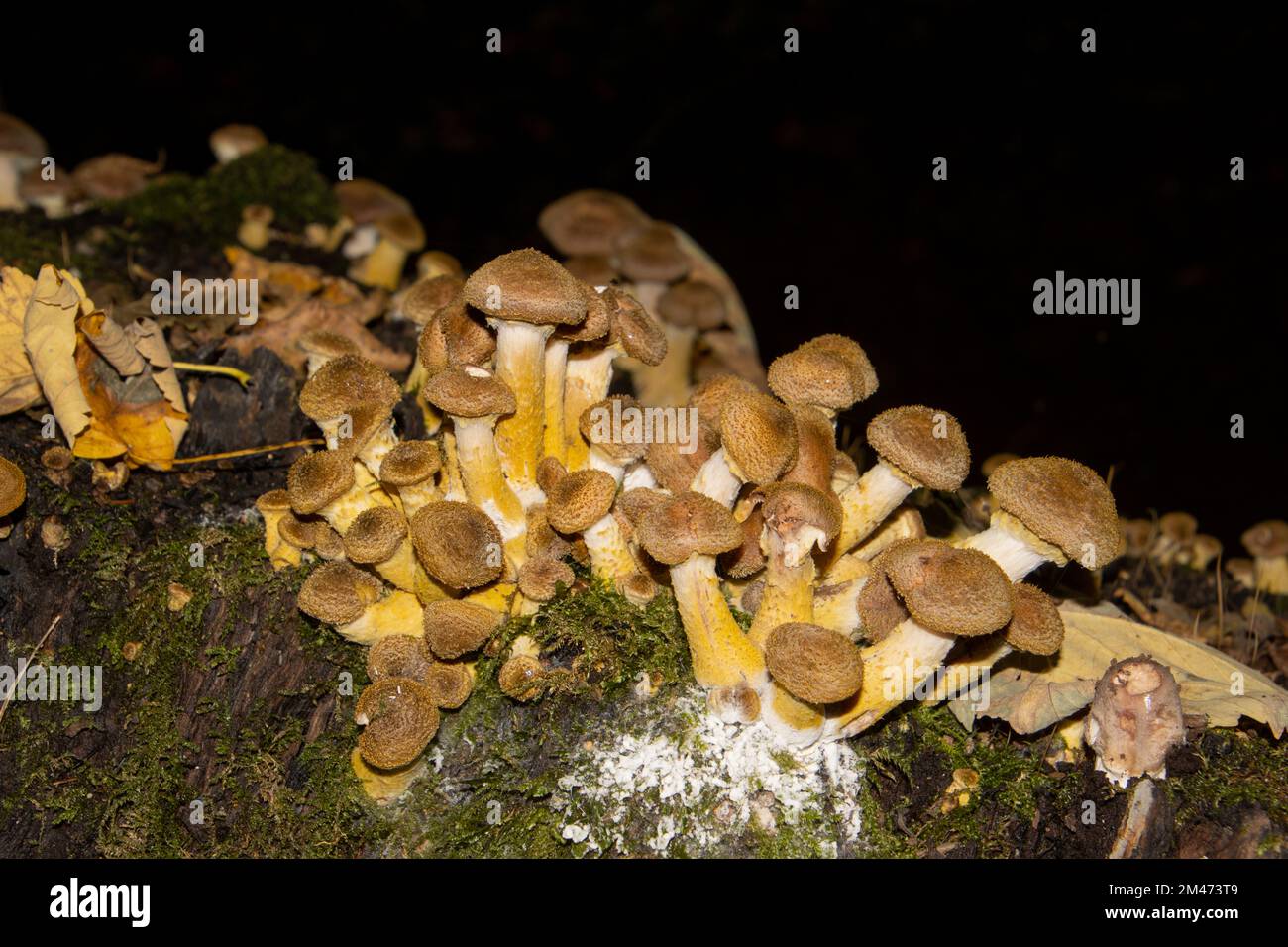 Molti funghi del miele che crescono tra muschio, anche chiamato Armillaria ostoyae o hallimasch dunkler Foto Stock