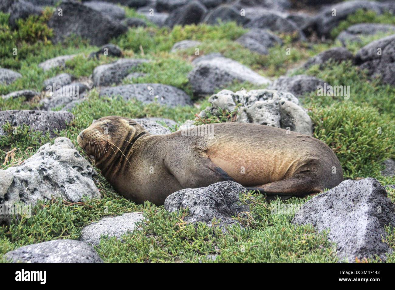 Galapagos fur foca (Arctocephalus galapagoensis) su rocce vulcaniche. Costa meridionale Isabela, Isole Galapagos, Ecuador, agosto Foto Stock