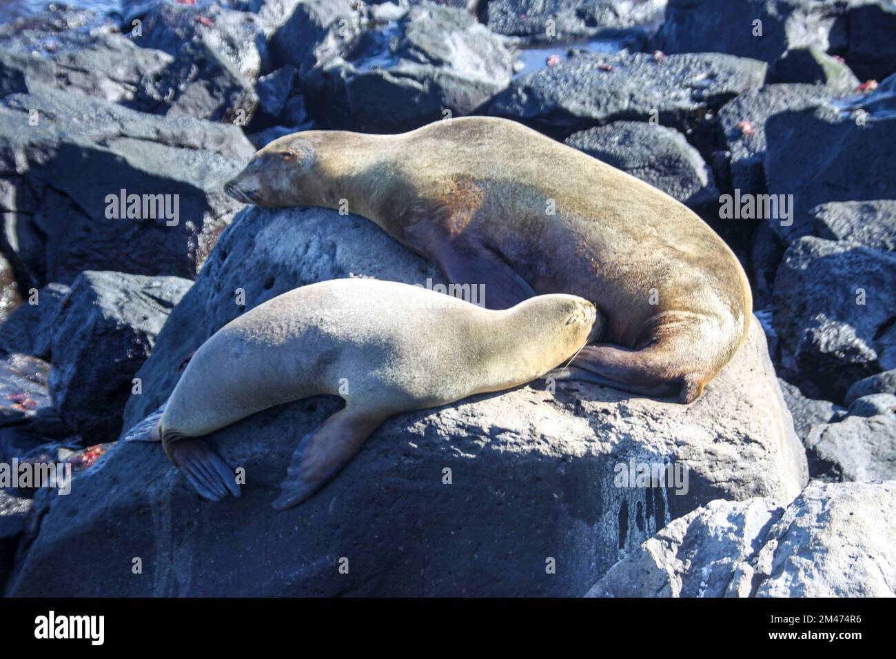 Galapagos fur foca (Arctocephalus galapagoensis) su rocce vulcaniche. Costa meridionale Isabela, Isole Galapagos, Ecuador, agosto Foto Stock