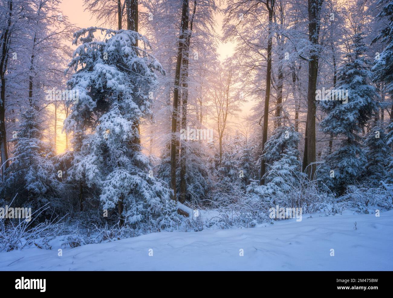 Neve foresta in inverno bello al tramonto dorato. Natura Foto Stock