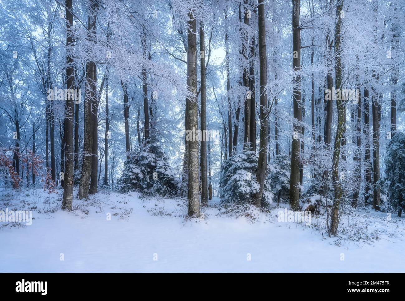 Foresta innevata in inverno incredibile all'alba. Alberi in buco Foto Stock