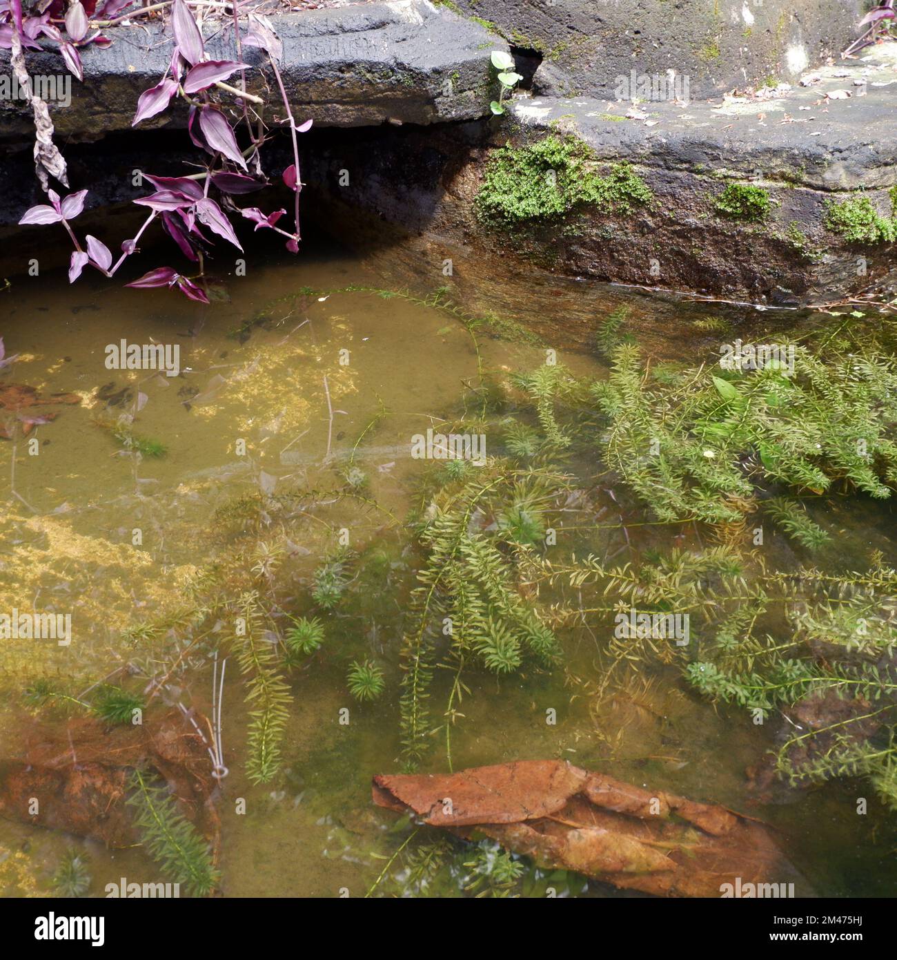 un laghetto pieno di vegetazione verde e viola Foto Stock