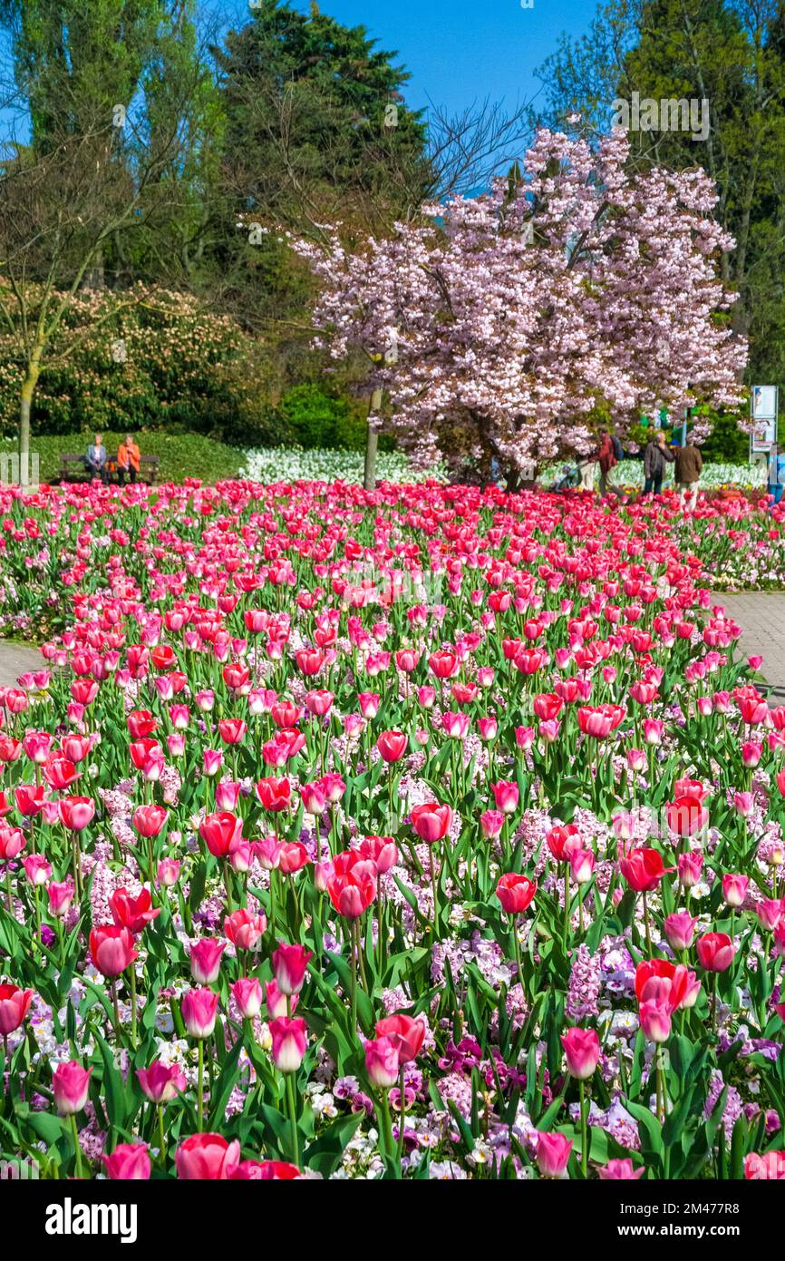 Bella vista di un letto di fiori con giacinti, pansies giardino e tulipani rosa 'Dynasty', membro del gruppo di tulipani Triumph, e una ciliegia fiorente... Foto Stock