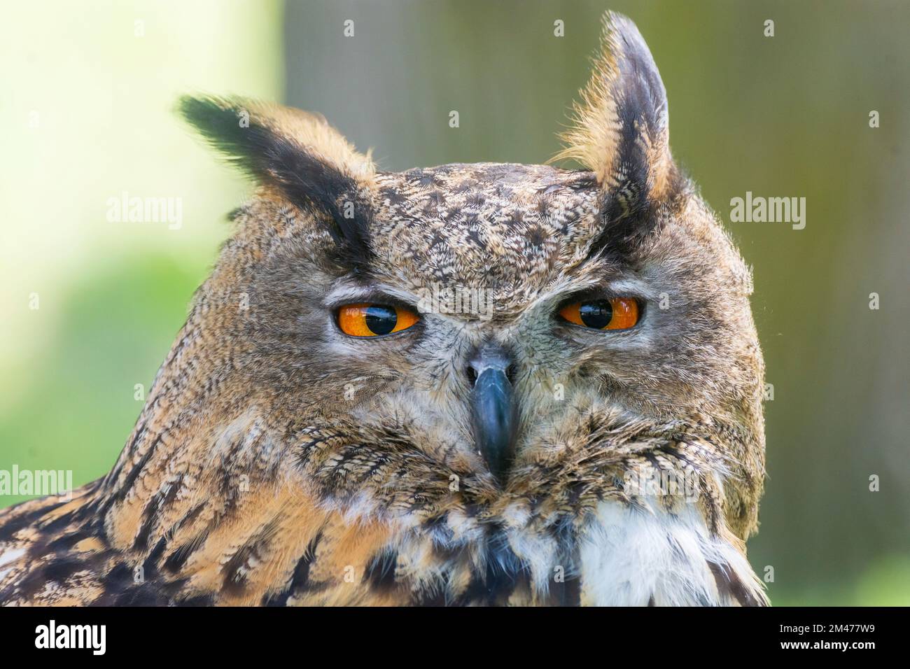 Aquila eurasiatica (bubo bubo) in , , Slovacchia Foto Stock