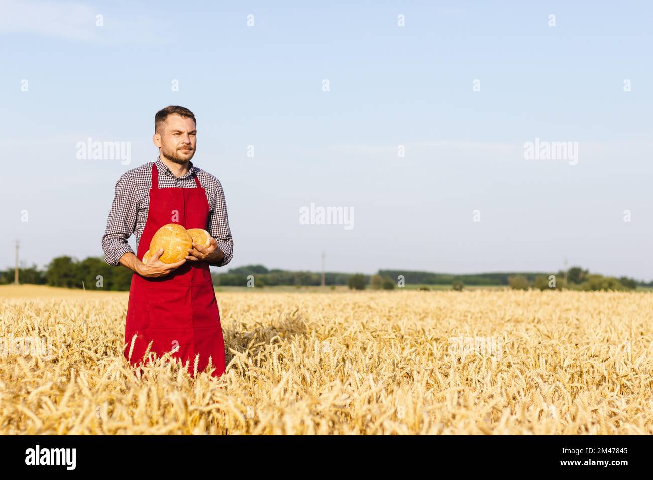 Fiero panettiere in piedi in un campo di grano e tenendo pani di pane nelle sue mani. Foto Stock