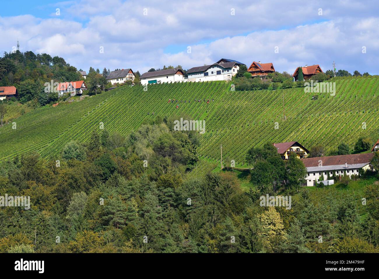 Austria, viticoltura, viti piantate in filari nella zona collinare, Kitzeck im Sausal è la regione viticola più alta dell'Austria Foto Stock