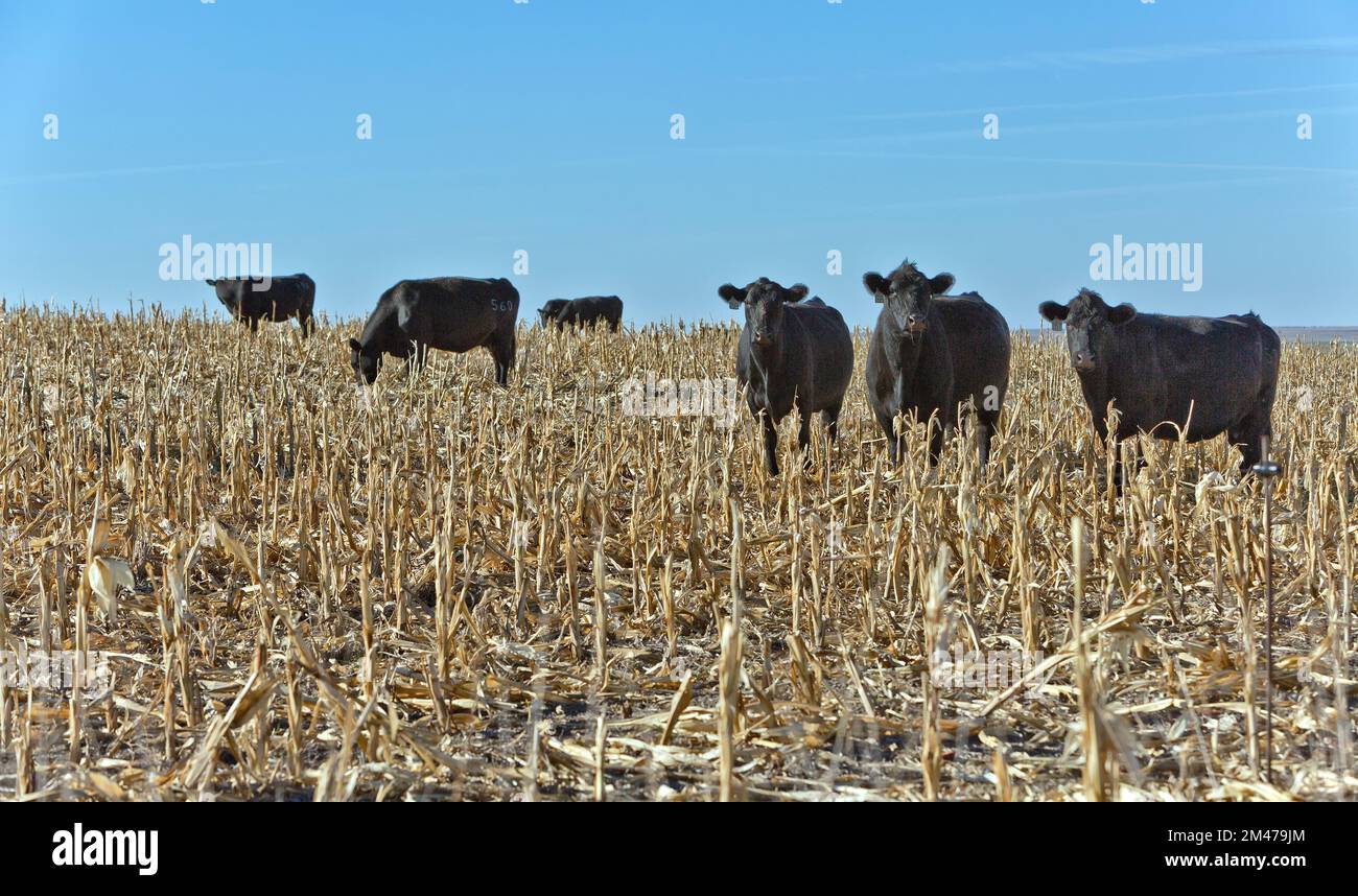 Bestiame bovino 'Bos' pascolo campo di mais raccolto (fallimento del raccolto), contea di Prego, Kansas. Foto Stock