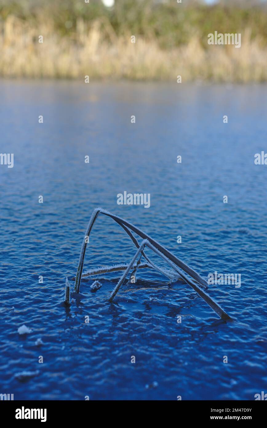 Surgelare la superficie di acqua ghiacciata con brina di zelo formata sul pettine che rompe la superficie. Foto Stock