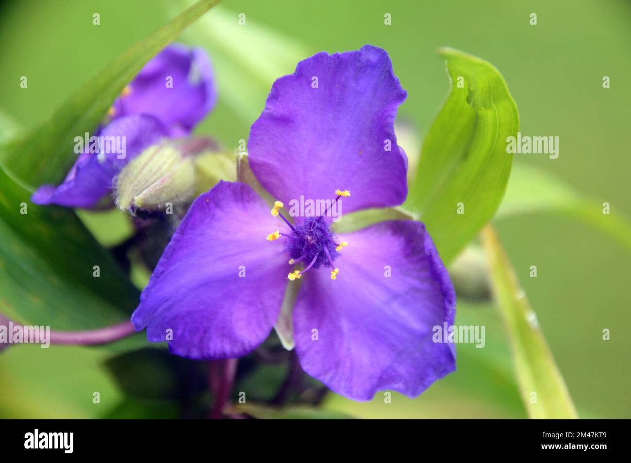 Singola Tradescantia viola 'Concord Grape' (Spider Lily) Fiore cresciuto in un confine in un giardino inglese di campagna, Lancashire, Inghilterra, Regno Unito. Foto Stock
