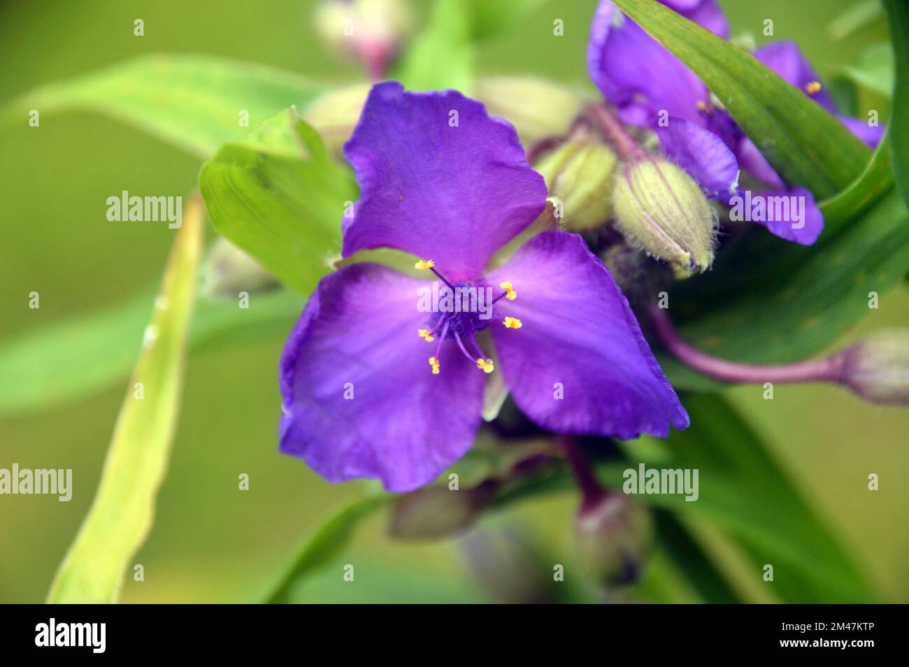 Singola Tradescantia viola 'Concord Grape' (Spider Lily) Fiore cresciuto in un confine in un giardino inglese di campagna, Lancashire, Inghilterra, Regno Unito. Foto Stock