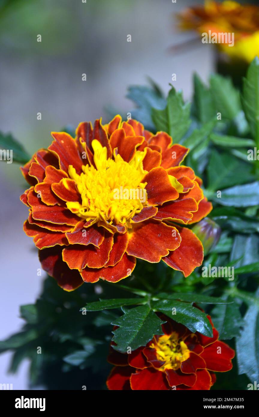 Singola patula di Tagetes arancione/giallo (Marigold francese) Fiore coltivato in un vaso di fiori in un giardino di campagna inglese, Lancashire, Inghilterra, Regno Unito. Foto Stock