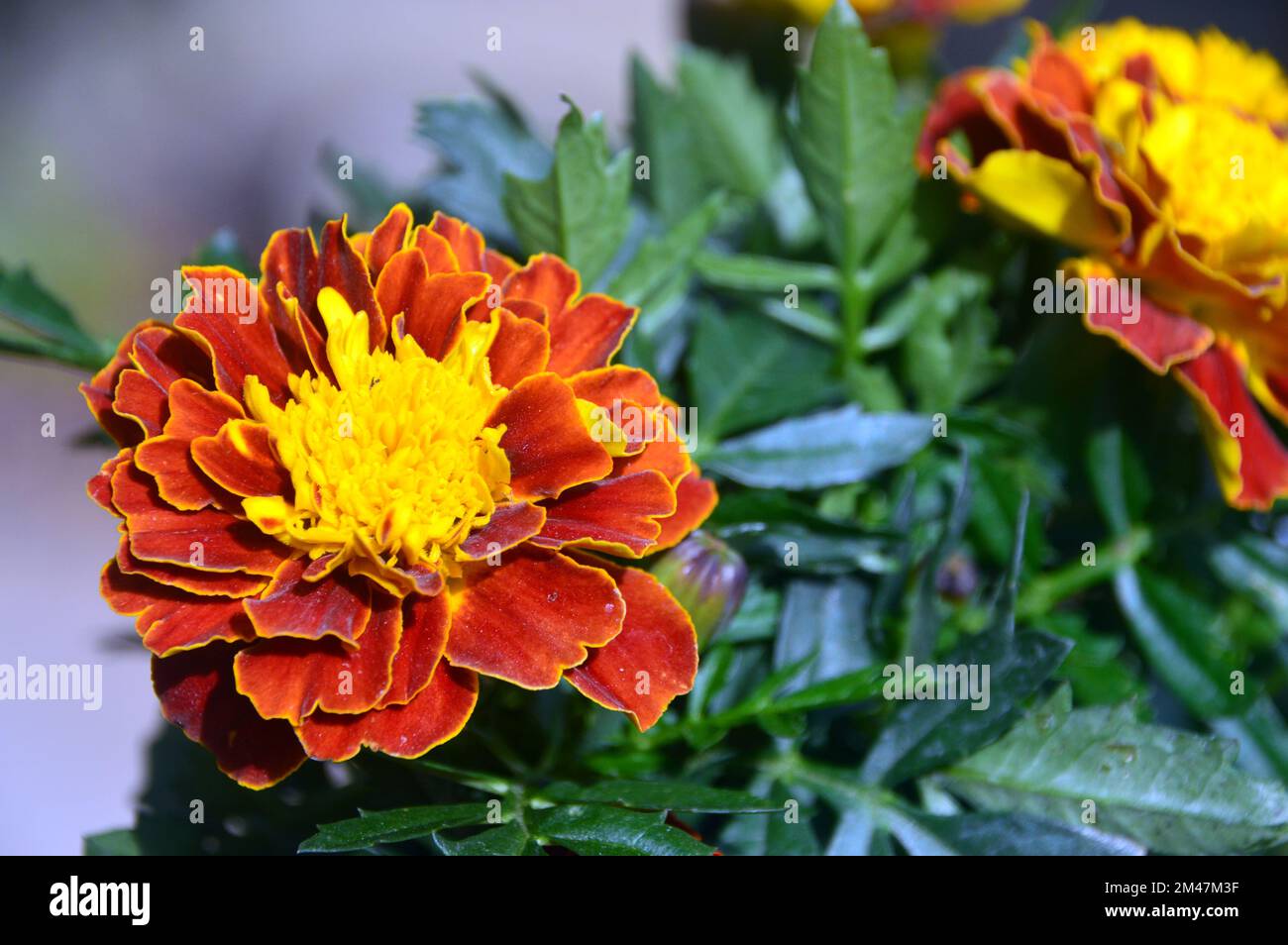 Singola patula di Tagetes arancione/giallo (Marigold francese) Fiore coltivato in un vaso di fiori in un giardino di campagna inglese, Lancashire, Inghilterra, Regno Unito. Foto Stock