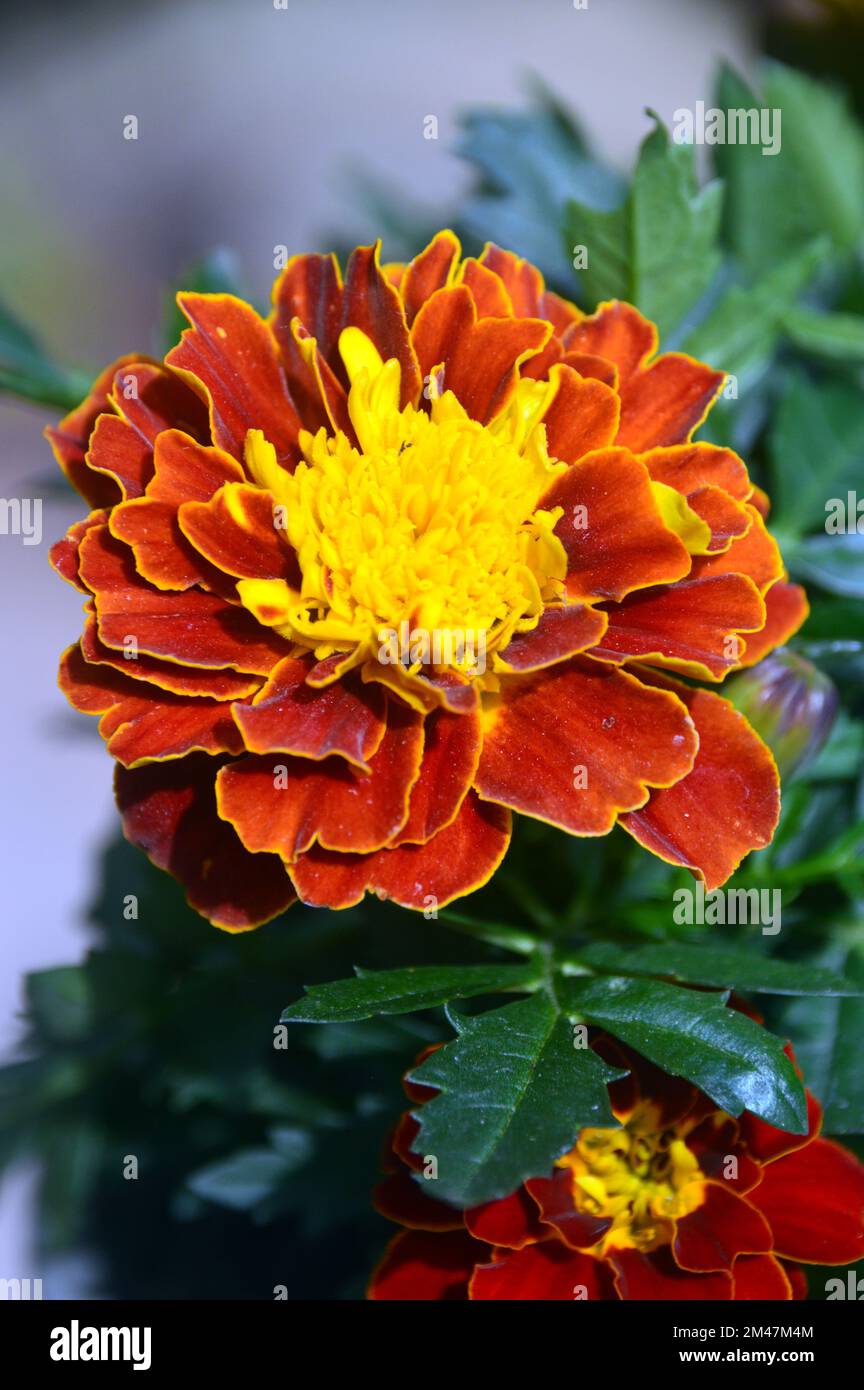 Singola patula di Tagetes arancione/giallo (Marigold francese) Fiore coltivato in un vaso di fiori in un giardino di campagna inglese, Lancashire, Inghilterra, Regno Unito. Foto Stock