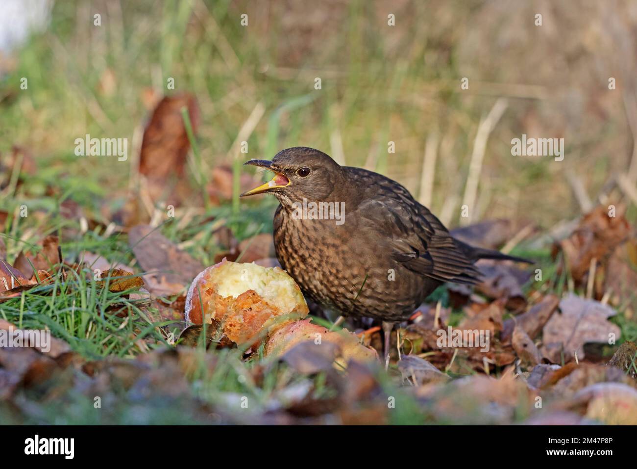 Femmina Blackbird comune mangiare mele nella foresta di Dean Gloucestershire UK Foto Stock