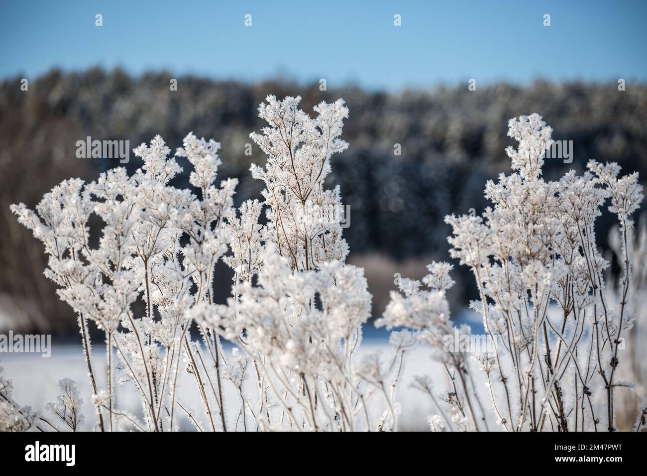 Piante congelate in una fredda mattina invernale soleggiata, Waldviertel, Austria Foto Stock