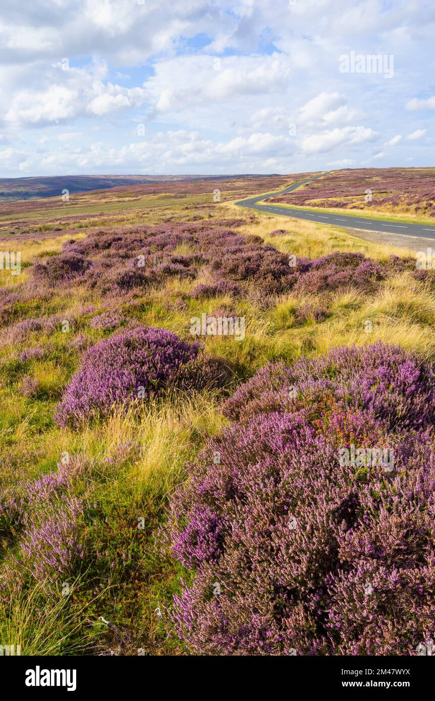 North Moors National Park Purple Heather sulle brughiere del North Moors National Park North Yorkshire Inghilterra UK GB Europe Foto Stock