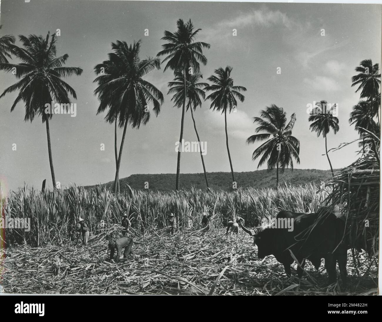 Raccolta canna da zucchero. Didascalia originale: Raccolta della canna da zucchero al di fuori del zuccherificio di San Francisco. Governo di Porto Rico. Stato: Puerto Rico. Località: Guayanilla. Foto Stock
