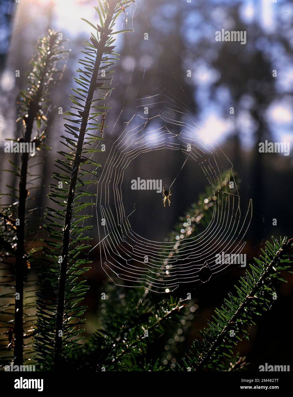 Ragnatela in foresta con sfondo scuro Foto Stock