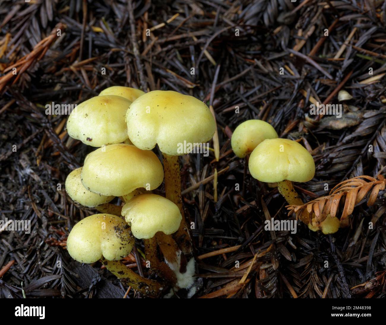 Gruppo di Hyfoloma nel pavimento della foresta di conifere del Nisense Marks state Park nella contea di Santa Cruz, California. Foto Stock