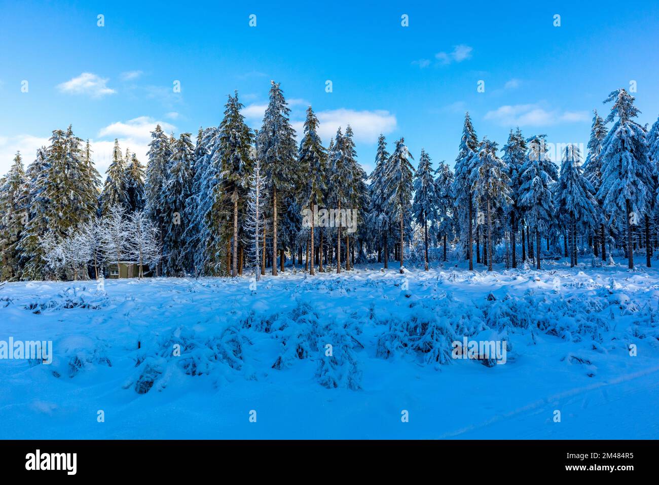 Bellissimo paesaggio invernale sulle alture della Foresta Turingia vicino Oberhof - Turingia Foto Stock