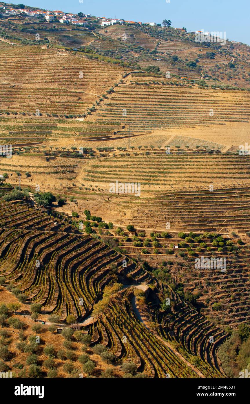 Porto vigneti, Alto Douro, Tras-os-Montes, Portogallo, Patrimonio Mondiale dell Unesco Foto Stock