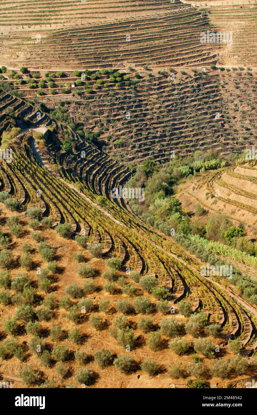 Porto vigneti, Alto Douro, Tras-os-Montes, Portogallo, Patrimonio Mondiale dell Unesco Foto Stock