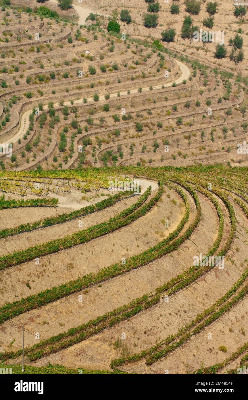 Porto vigneti, Alto Douro, Tras-os-Montes, Portogallo, Patrimonio Mondiale dell Unesco Foto Stock