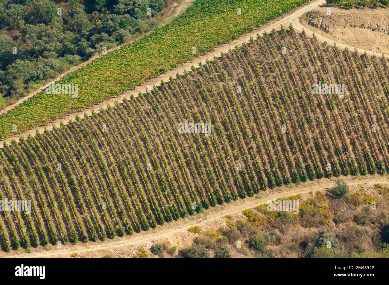 Porto vigneti, Alto Douro, Tras-os-Montes, Portogallo, Patrimonio Mondiale dell Unesco Foto Stock